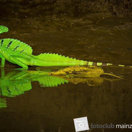 2024 AWO-Ausstellung Norbert Greulich: &quot;Basilisk&quot;