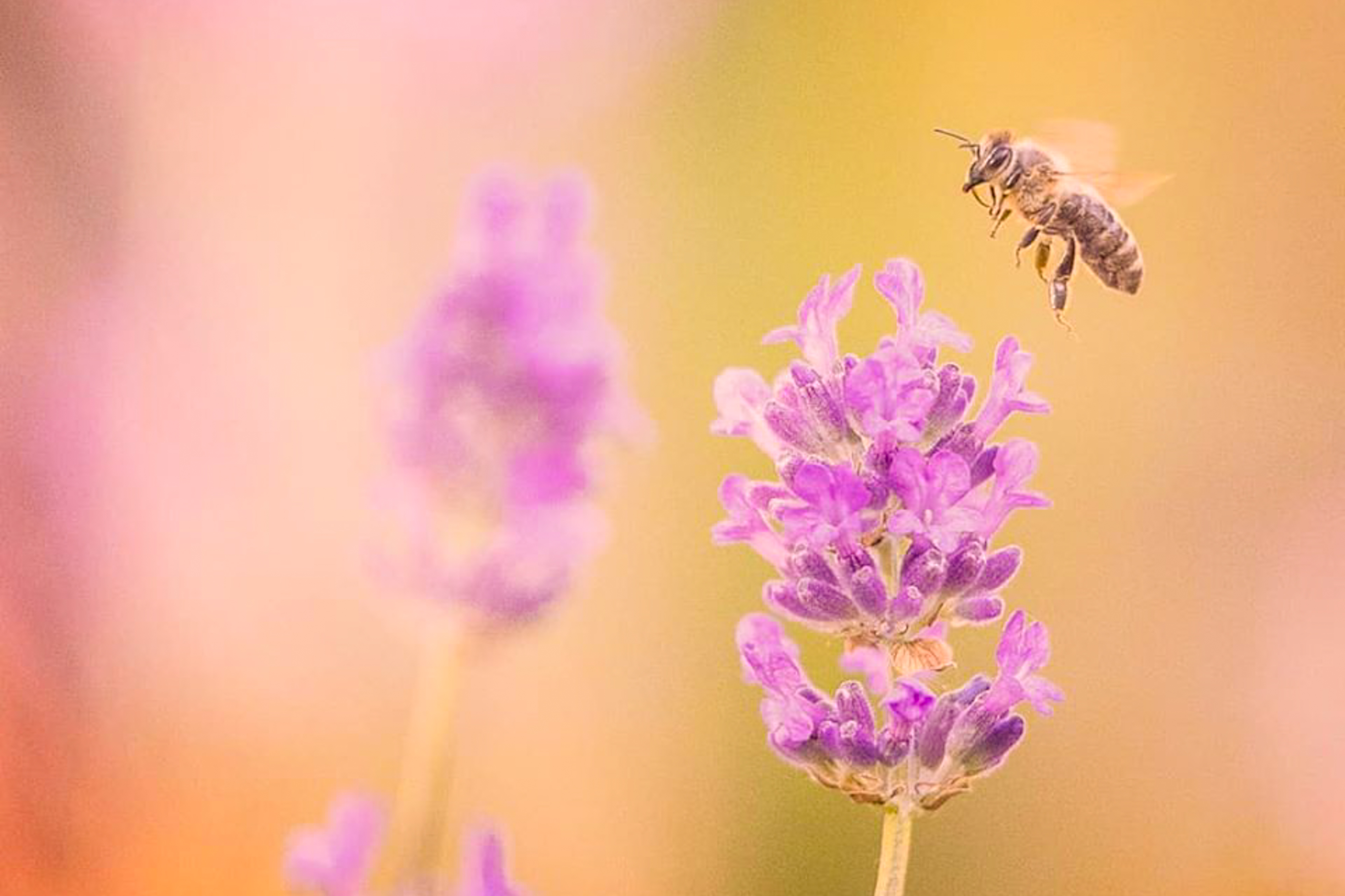 Clubabend aktuell: Insekten fotografieren