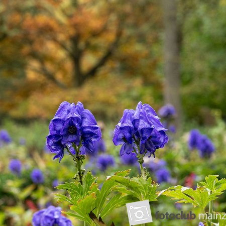 2025 Hombroich &amp; Düsseldorf - Doris Holland: &quot;Herbststimmung 1&quot;