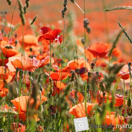 2024 - Bernd Nootbaar: "Mohnfeld"