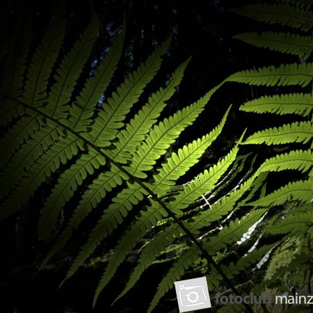 2026_Mitglied_Dieter_Rubner_Farn 