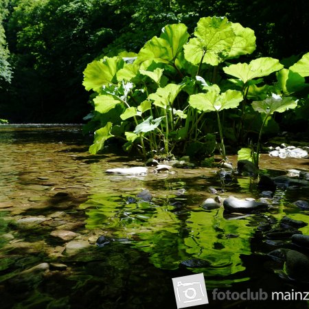 2026_Mitglied_Dieter_Rubner_In der Wutachschlucht