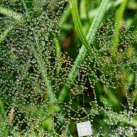 2026_Mitglied_Dieter_Rubner