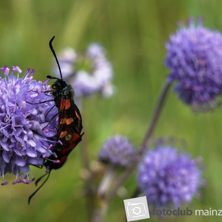 2026_Mitglied_D.R._Teufelsabbiss