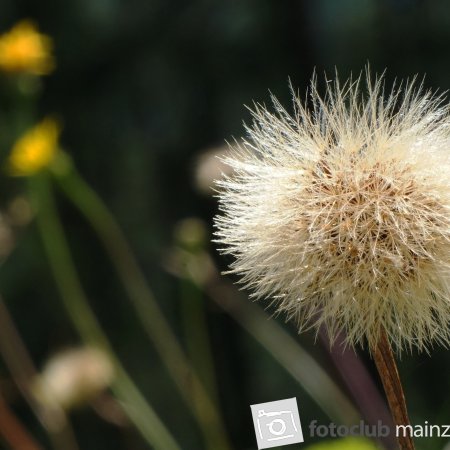 2026_Mitglied_Dieter_Rubner