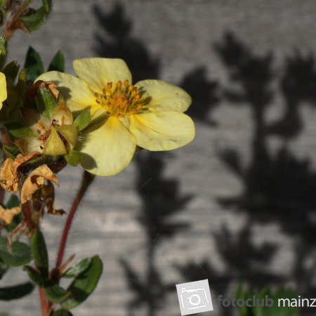 2026_Mitglied_Dieter_Rubner