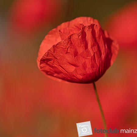 Rote Rosen- Roter Mohn