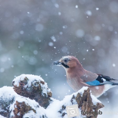 Im Winter