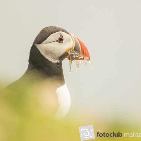 papageientaucher