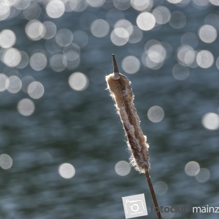 Lichtspiel