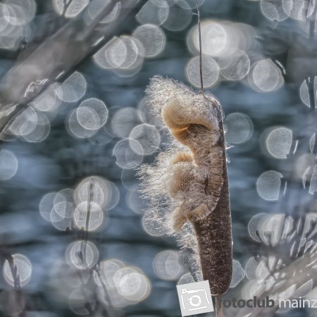 Uferbild