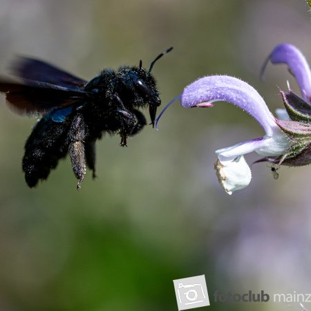 Insekten