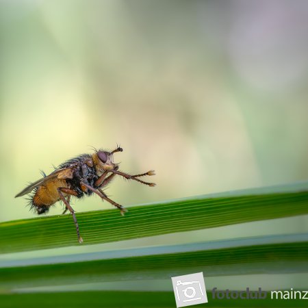 Insekten