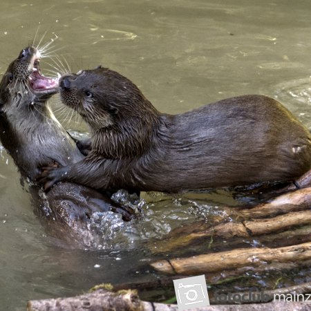2024 Mein Bild - Heimo Gläser: &quot;Otter&quot;