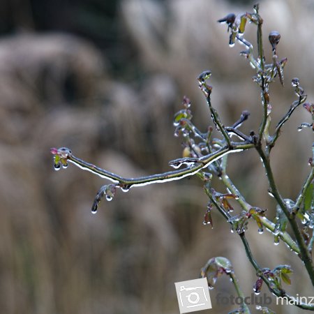 2024 Mein Bild - Britta Abé: &quot;Februar&quot;
