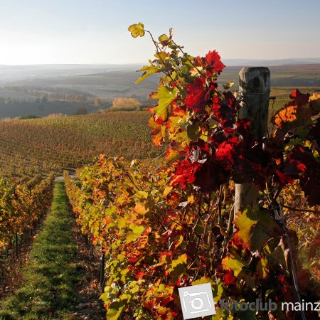 2024 Mein Bild - Elke Hickstein: &quot;Rheinhessenherbst&quot;