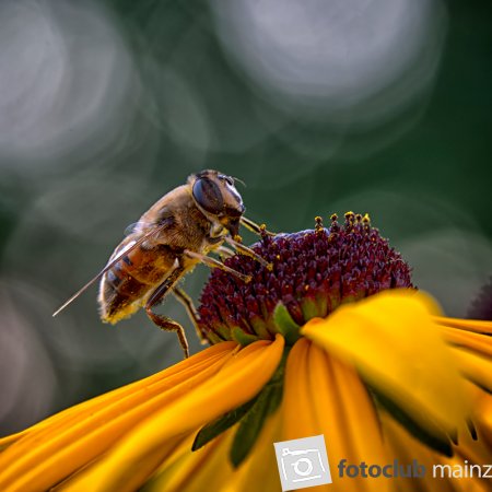 2025 Mein Bild - Michael Mager: &quot;Blütenpollen&quot;