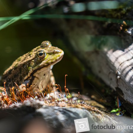 2025 Mein Bild - Jutta Wirthl: &quot;Froschsaison&quot;