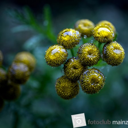 2025 Mein Bild - Michael Mager: &quot;Gelbe Blüten mit Tautropfen&quot;